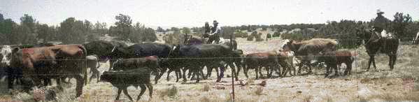 an old photo of a cattle drive